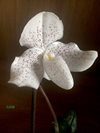 Paphiopedilum niveum x wenshanense